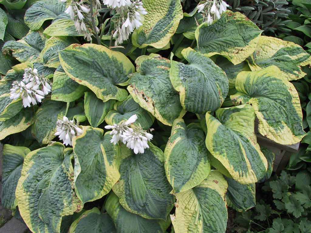 Hosta Hybride Samurai Sommer.jpg